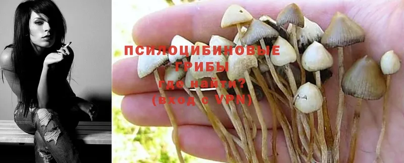 площадка состав  Миньяр  Псилоцибиновые грибы Magic Shrooms 